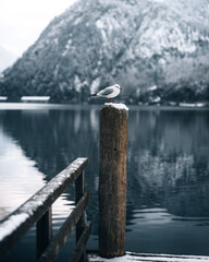 Fototapeta premium Möwe auf Holzpfeiler.