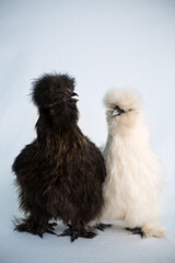 Silkie Chickens