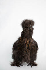 Black silkie chicken