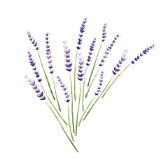 Watercolor seamless pattern with lavender plants