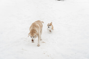 funny dog friends play in the snow season in winter. A Pembroke Welsh Corgi puppy and an adult Labrador are friends forever