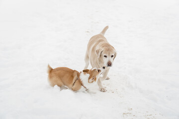funny dog friends play in the snow season in winter. A Pembroke Welsh Corgi puppy and an adult Labrador are friends forever
