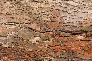 A texture of the tree bark