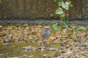 close up of a Dunnock hunting for food amongst pebbles