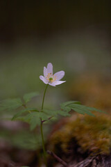 White spring flowers, snowdrops in the forest. Anemone nemorosa - wood anemone, windflower, thimbleweed, and smell fox. Romantic soft gentle artistic image.
