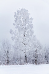 Birch in hoarfrost at the edge of the field