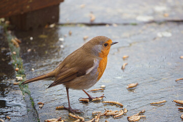 close up of a robin red breast at the base of a wooden bird feeder table checking out the next meal worm to eat