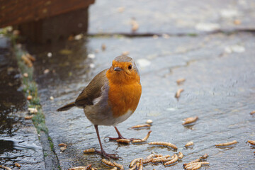 close up of a robin red breast at the base of a wooden bird feeder table checking out the next meal worm to eat