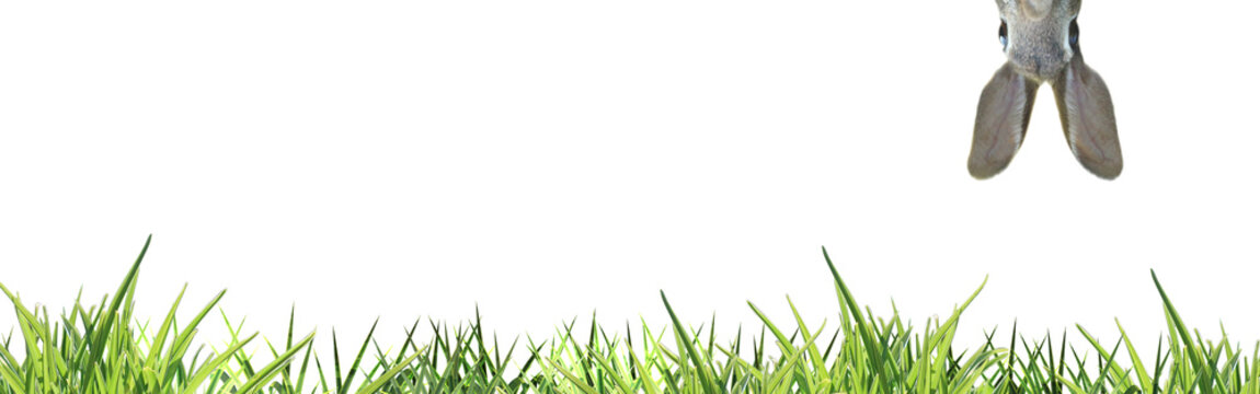 cute easter bunny peeping headlong to green grass bottom isolated on white banner - copy space