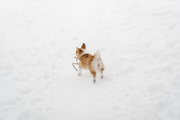 funny pembroke welsh corgi puppy runs and plays in snow drifts in winter