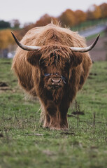 Long-haired brown longhorn highland cattle on meadow in hessen, germany