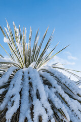 Vertical of a Yucca in snow.