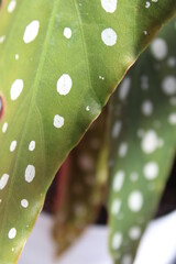 Begonia maculata, also known as silver spotted begonia or polka dot plant, is a popular exotic houseplant with white spots all over the green leaves.