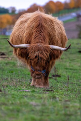 Long-haired brown longhorn highland cattle on meadow in hessen, germany
