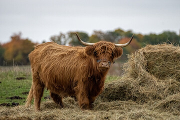 Long-haired brown longhorn highland cattle on meadow in hessen, germany