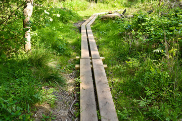 New wood flooring on a footpath in a spring forest in a wetland. Torekov, Sweden.