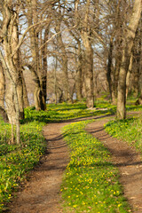 The road leading to the forest. Sunset light illuminates green grass and spring flowers