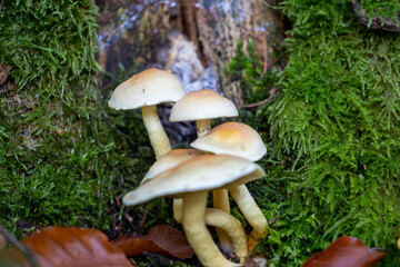 Hypholoma fasciculare fungus growing on a tree stump
