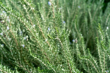 Green rosemary herb background