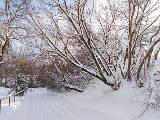 beautiful snow-covered branches in the winter park
