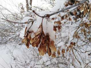 beautiful snow-covered branches in the winter park