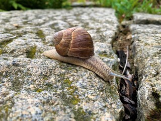 Snail