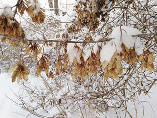 beautiful snow-covered branches in the winter park