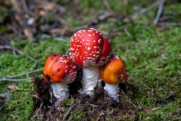 poisonous toadstool amanita muscaria mushroom on forest soil in fall