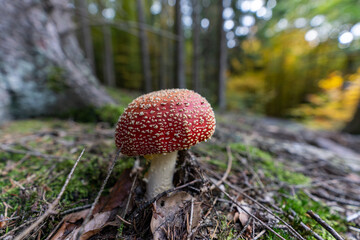 poisonous toadstool amanita muscaria mushroom on forest soil in fall