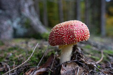 poisonous toadstool amanita muscaria mushroom on forest soil in fall