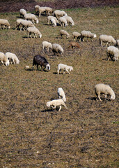 Fototapeta premium Foto scattata a delle pecore che pascolavano nei campi attorno a Pasturana (AL).