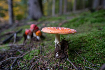 poisonous toadstool amanita muscaria mushroom on forest soil in fall