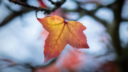Red Sycamore (Acer pseudoplatanus) leaf maple