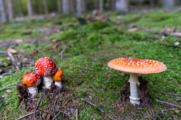 poisonous toadstool amanita muscaria mushroom on forest soil in fall