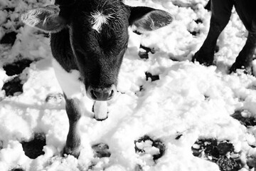 Calf in winter snow in black and white.