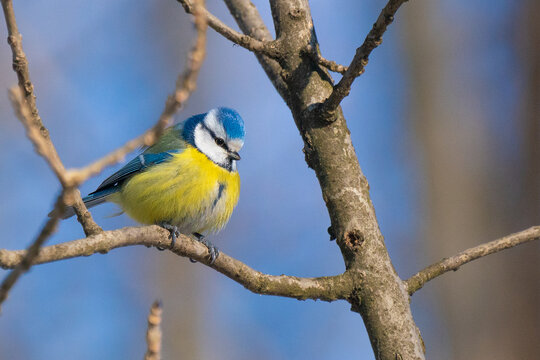 Closeup shot of a Eurasian blue tit on a tree branch
