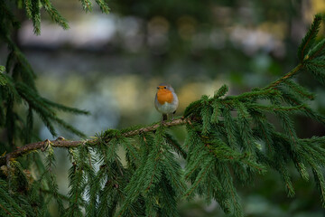 close up of a robin bird resting on a tree and chirping in fall