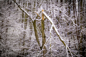 Broken tree in a dense forest covered with snow in the wintertime