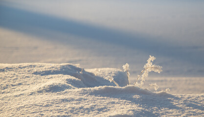 Grass in winter season with frozen ice crystal