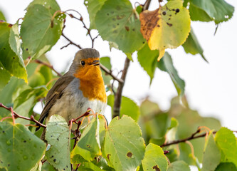 close up of a robin bird resting on a tree and chirping in fall