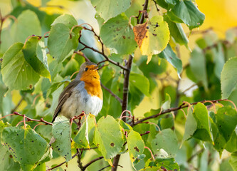 close up of a robin bird resting on a tree and chirping in fall