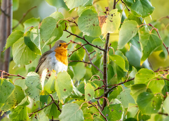 close up of a robin bird resting on a tree and chirping in fall
