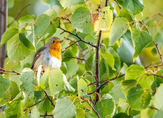 close up of a robin bird resting on a tree and chirping in fall