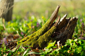 Tree stump in the spring forest on a green blooming meadow in the rays of the sunset