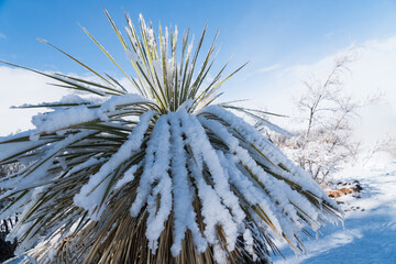 Horizontal of a Yucca in snow.