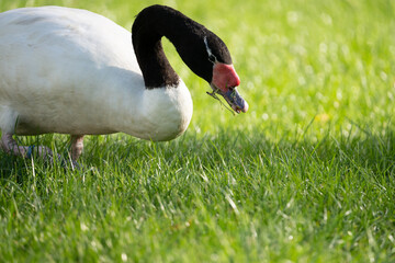 headshot close up of a black neck swan searching for food on a green grass meadow