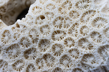 Close-up view of a nice piece of coral with beautiful patterns and a hole for a background.