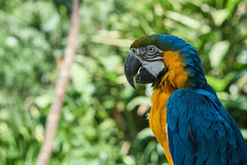 Blue and yellow macaw on green leaves background