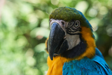 Blue and yellow macaw on green leaves background