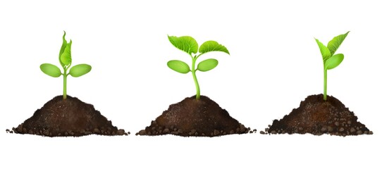 Realistic drawing of a green sprout growing in the soil. microgreen sprouts A young seedling in the soil on a white background. The process of development and growth, organic agriculture, eco-products